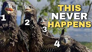 BREAKING EAGLE NEWS: Ultra-Rare Nest Fledges FOUR Chicks!