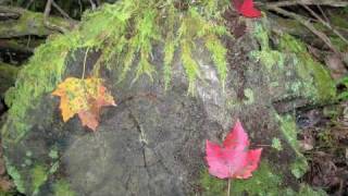 Wendy Bucklew "Found Out"