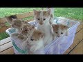 Kittens Meowing Too Much Cuteness All Talking At The Same Time