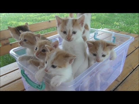 Kittens meowing (too much cuteness) - All talking at the same ...