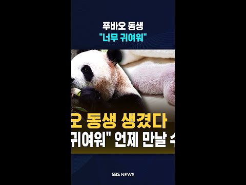 푸바오 동생 생겼다 / SBS / #shorts