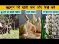 When And How To Cultivate Garlic Garlic Ki Ti Kab Aur Kaise Kare Garlic Ki Ti Kisanindia