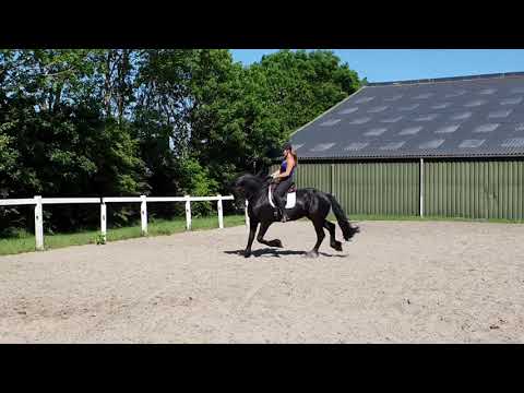 Stal Okkema's Tjibbe v. Reinder L2 dressuur.