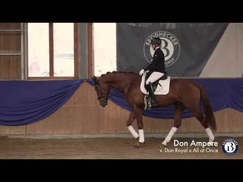 Burghof-Hengst Don Ampere - 2019 geboren (Don Royal x All at Once)