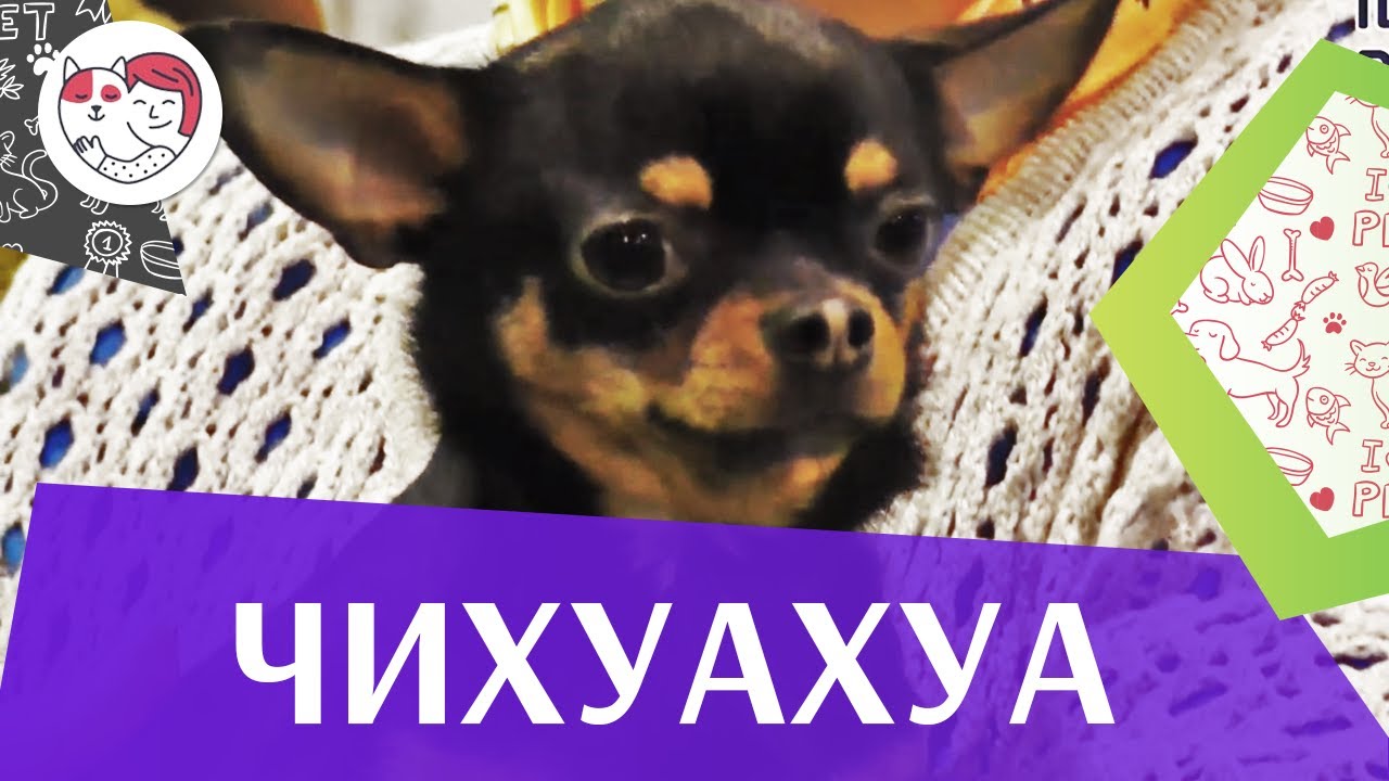 Чихуахуа на ilikepet