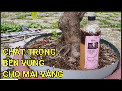 🔴 QBS23377 - LỰA CHỌN CHẤT TRỒNG CHO CÂY MAI VÀNG | THỜI ĐIỂM THAY CHẤT TRỒNG CHO CÂY MAI VÀNG 123