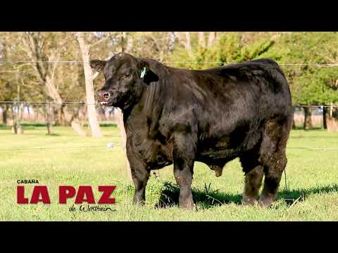 La Paz de Werthein  MACHOS PP