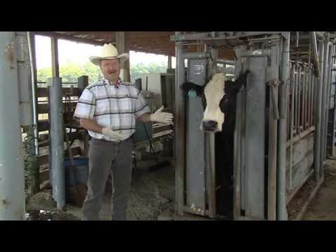 download lagu mp3 mp4 How To Soak Cattle Rub, download lagu How To Soak Cattle Rub gratis, unduh video klip How To Soak Cattle Rub