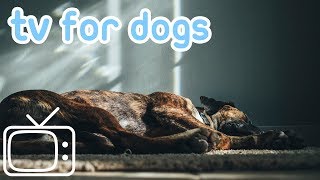 DogTV:VideostoHelpReduceDogAnxiety-TVforDogsandPuppies!