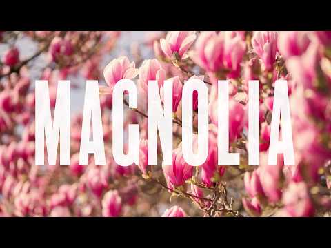 Magnolia by Maria Karakusheva