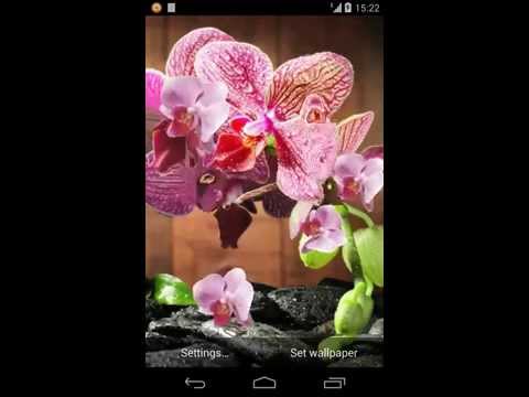 Pink Orchid 3D Live Wallpaper Video