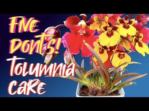 My FIVE Tolumnia DONT'S Care Tips | These WILL take Tolumnias down IF not addressed #ninjaorchids