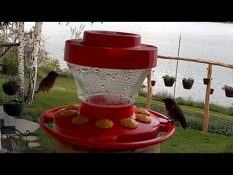 Anna's and Calliope Hummingbirds - May 3, 2021
