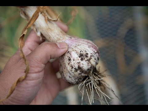 , title : '2019 Garlic -- Vekak (First Time Growing)'