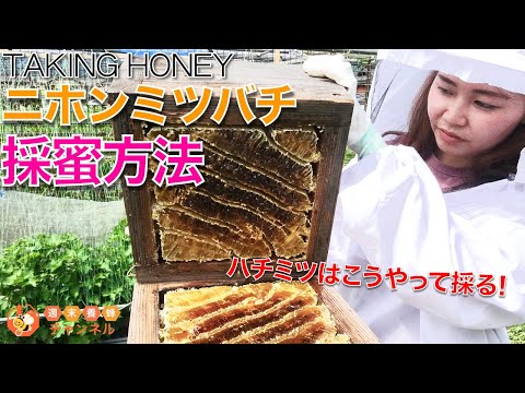 蜂蜜の収穫:こうやって行われます トピックス