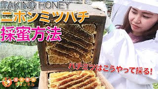 【ニホンミツバチの採蜜方法解説】重箱式巣箱のハチミツはこうやって採る！