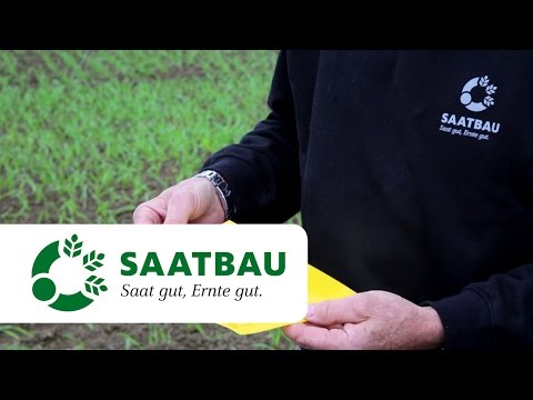 Wintergetreide - Pflanzenschutz im Herbst