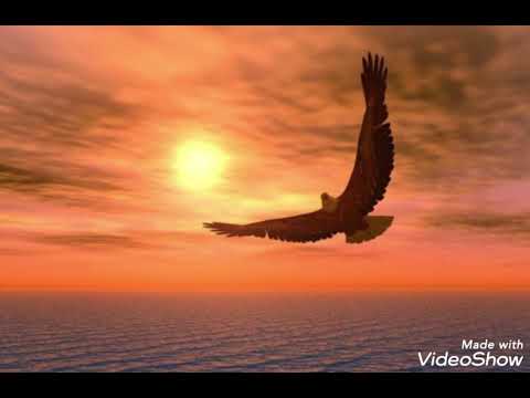 Sos norby repülj madár repülj 2022