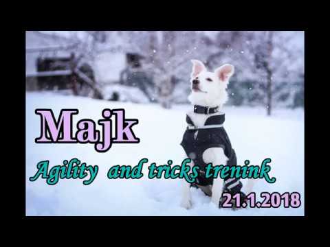 Majk / Tricks and Agility trénink / 5 months / 21.1.2018