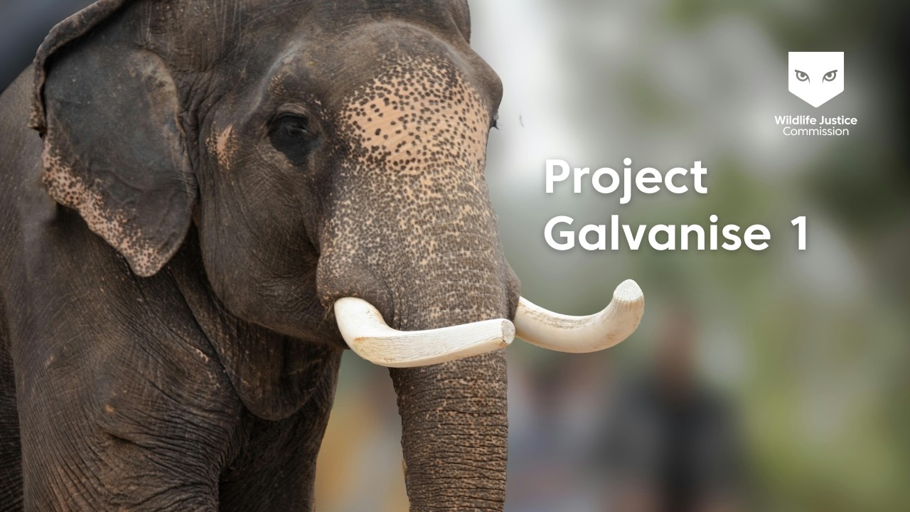 Project Galvanise | Part 1 | Wildlife Justice Commission