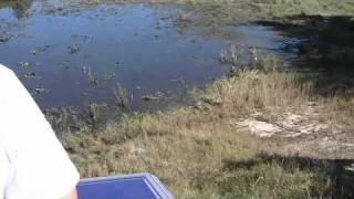 Ryan Weaver's It's a Swamp Thang