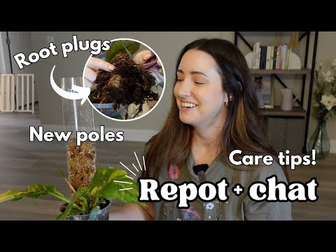 Repot 3 NEW plants with me! Chilled repot and chat 🪴