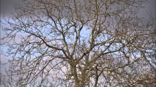 Tom Russell Stolen Children