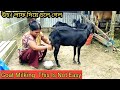 Goat Milking Goat Milking By Hand Goat Milking By Girl