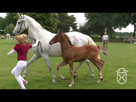 PI064 Hengstfohlen von Quibery - Colman - Linaro