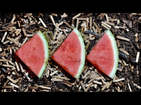 Feeding the European Nightcrawlers | Vermicomposting
