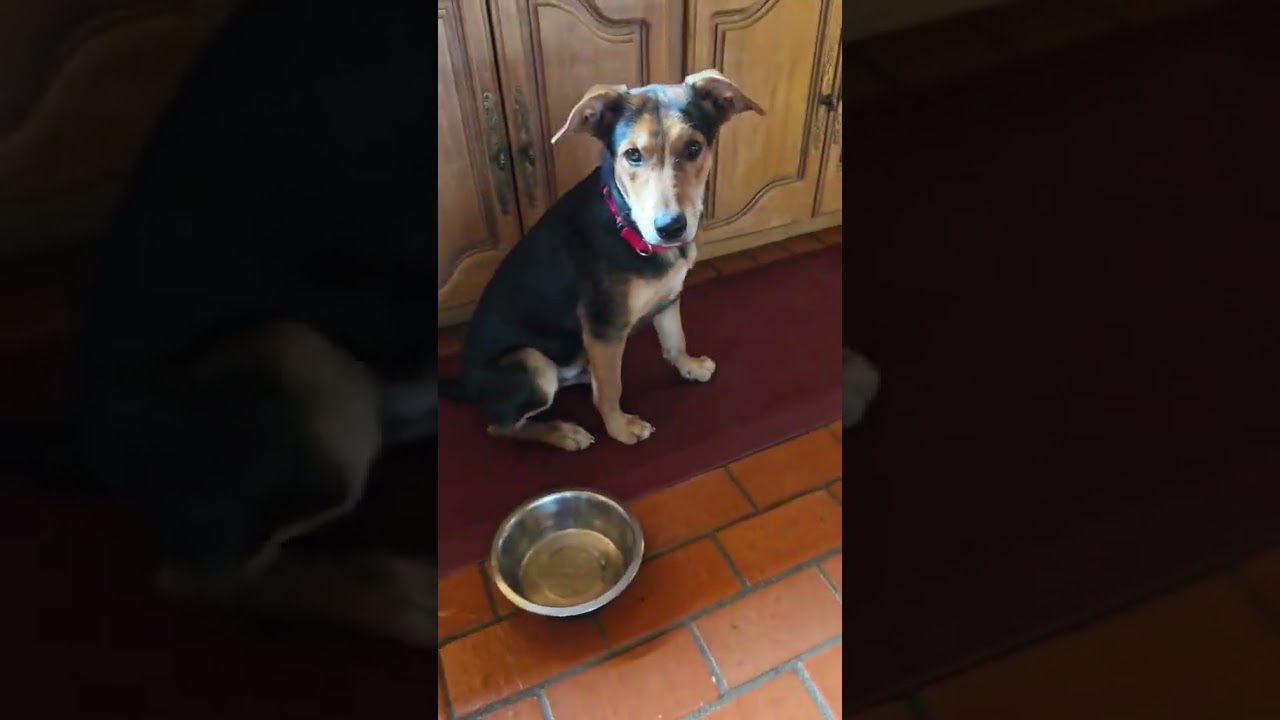 Enlarge Cedar, a Adoptable mixed breed in Boerne, TX video 2/5