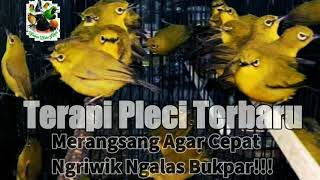 Download lagu Terapi Pleci Merangsang Agar Cepat Ngriwik Ngalas Bukpar Edan!!! mp3 Download lagu Terapi Pleci Merangsang Agar Cepat Ngriwik Ngalas Bukpar Edan!!! mp3