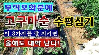 [텃밭농부 2,267]  부직포화분에 고구마모종 수평심기. 이 3가지를 지키면 대박난다! #고구마재배