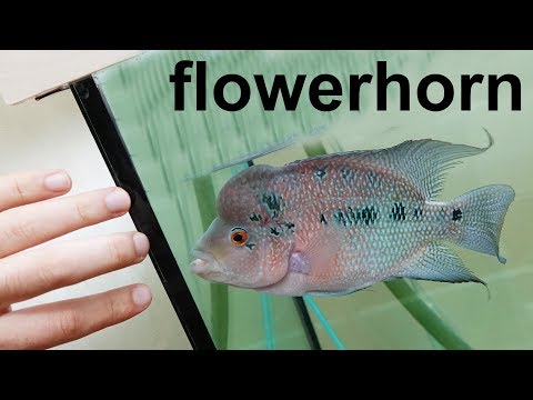 , title : 'Flowerhorn Balığı Bakımı Özellikleri'