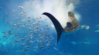 preview picture of video '[아쿠아리움] 츄라우미 수족관 고래상어의 식사 시간 [AQUARIUM] okinawa churaumi WHALE SHARK lunch time'