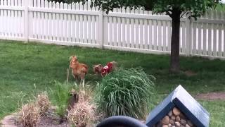 My chicken thinks he's a dog.