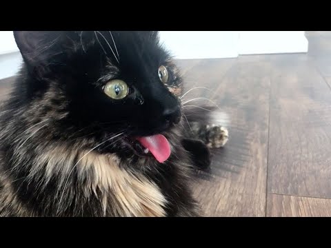 Cats Who Act Like Dogs! (A Compilation)