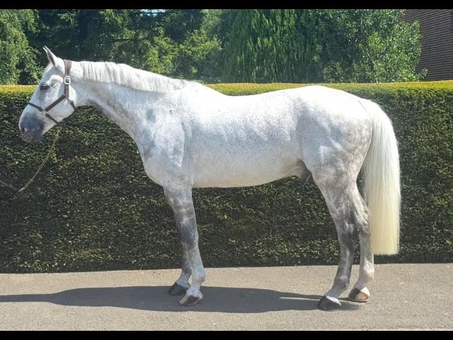 Ruin Zangersheide Te koop 2015 Schimmel ,  CICERO VAN PAEMEL