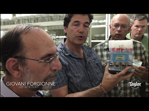 Bob Taylor's World Forestry Tour | Multiplication of Ebony Trees | Cameroon | April 29, 2017