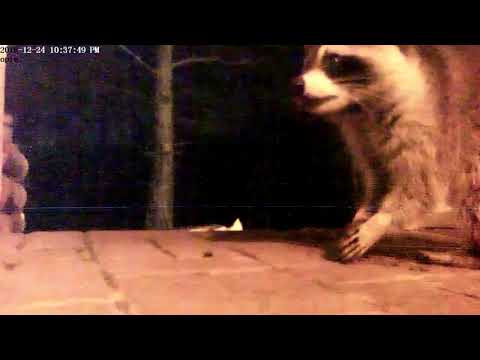 Raccoon Killed My Cat. Do not feed them!
