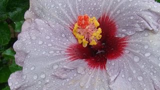 VIVER NA FAZENDA por MARIA BETHÂNIA. Fotos por Renata Vaz.