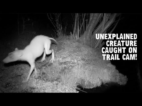 WE CAUGHT IT! Unexplained Creature on Trail Cam (You Won't Believe What It Is)