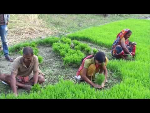 Women in Agriculture | Barisal Bangladesh|