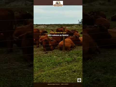 Así se crían las mejores carnes del norte santafesino 🐂