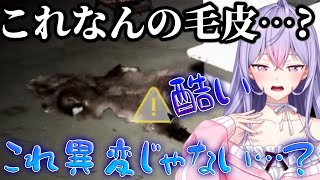 動物の毛皮を異変として報告するもねち【梢桃音/にじさんじ/切り抜き】