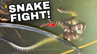 Venomous Snakes FIGHT! (THAILAND)