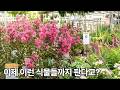 2026 가을 꽃시장 25종 투어 🌿 처음 보는 식물들 대거 등장?!