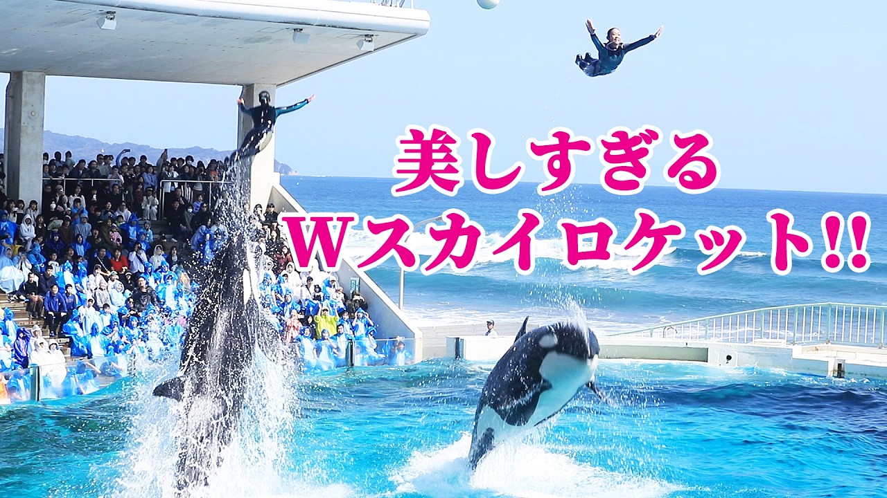 オーシャンスタジアムでしか観られない「ダブルスカイロケット」最高!! 鴨川シーワールド シャチショー KamogawaSeaWorld  orca killerwhale
