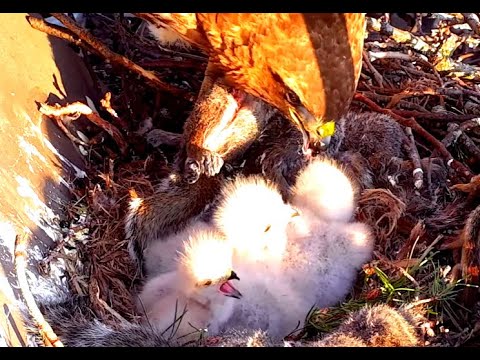 Squirrel breakfast. Cornell Red-tailed Hawks. 30 April 2022