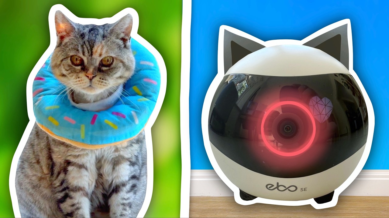 I Use Robots to Look After My Cats